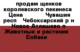 продам щенков королевского пекинеса › Цена ­ 6 000 - Чувашия респ., Чебоксарский р-н, Новое Атлашево п. Животные и растения » Собаки   